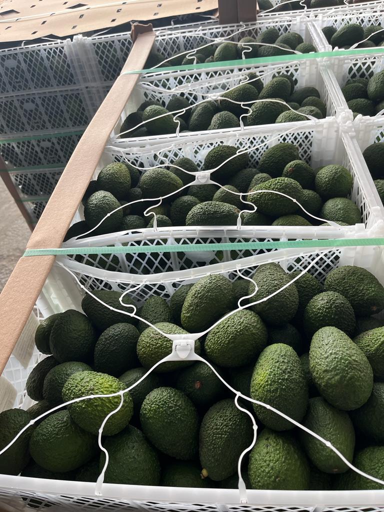 Palta Hass extra x Kgs. +IVA