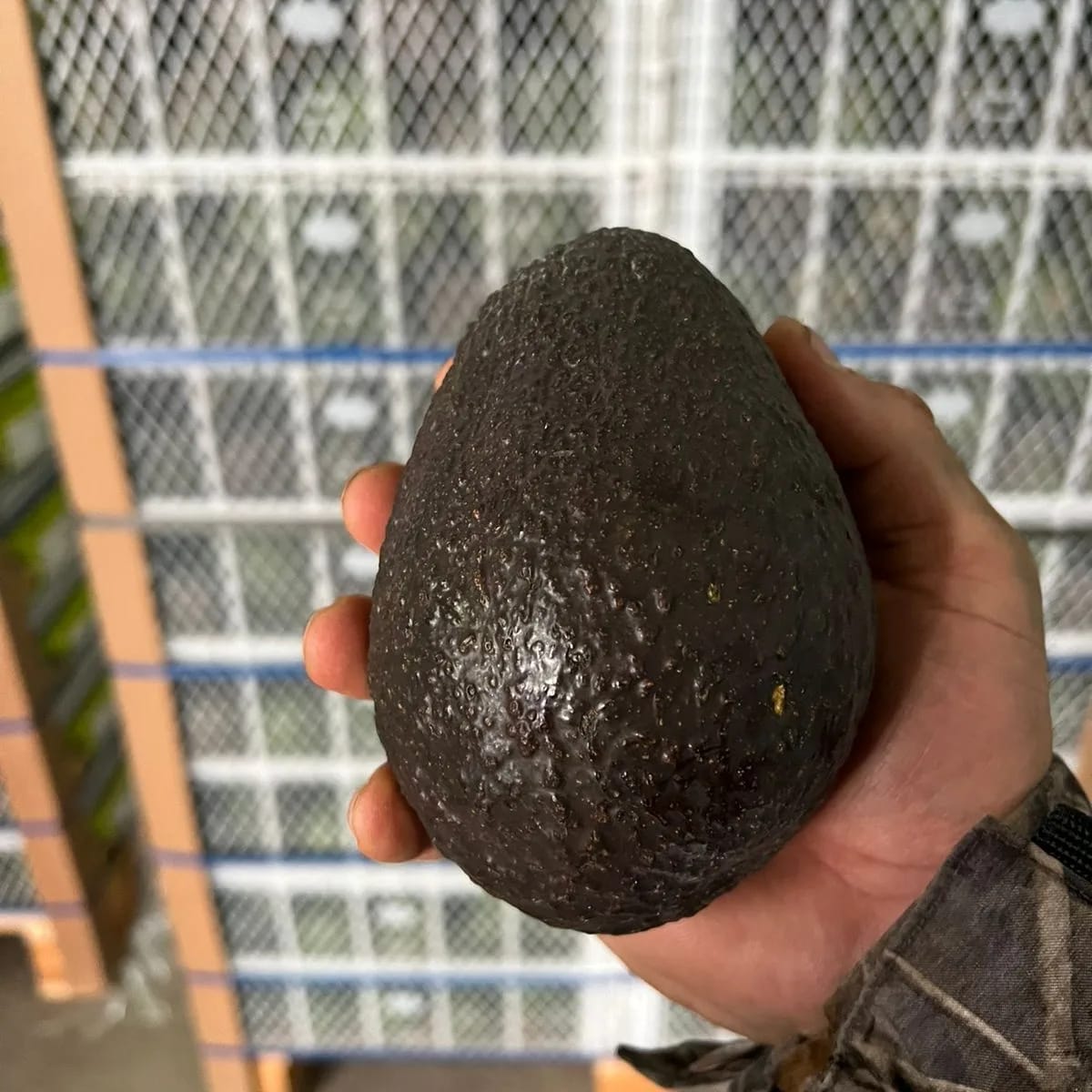 Palta Hass extra x Kgs. +IVA